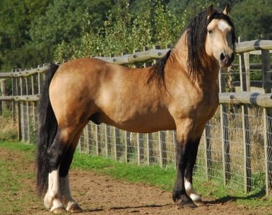 Taraco Fiasco - Welsh Section D Stallion